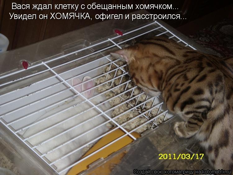 Вася ждал клетку с обещанным хомячком... Увидел он ХОМЯЧКА, офигел и расстроился...... Котоматрица: Вася ждал клетку с обещанным хомячком... Увидел он ХОМЯЧКА, офигел и расстроился...