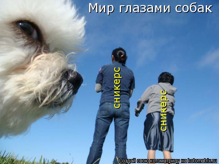 Мир глазами собак сникерс сникерс... Котоматрица: Мир глазами собак сникерс сникерс