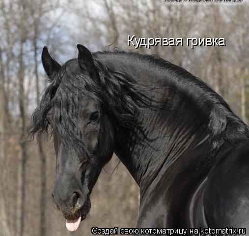 Кудрявая гривка... Котоматрица: Кудрявая гривка