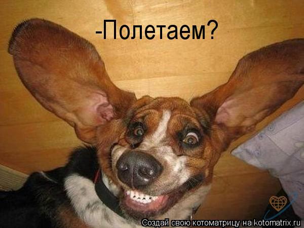 -Полетаем?... Котоматрица: -Полетаем?