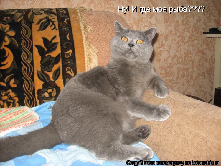 Ну! И где моя рыба????... Котоматрица: Ну! И где моя рыба????