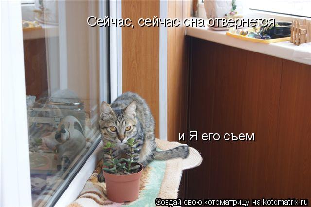 Сейчас, сейчас она отвернется и Я его съем... Котоматрица: Сейчас, сейчас она отвернется и Я его съем