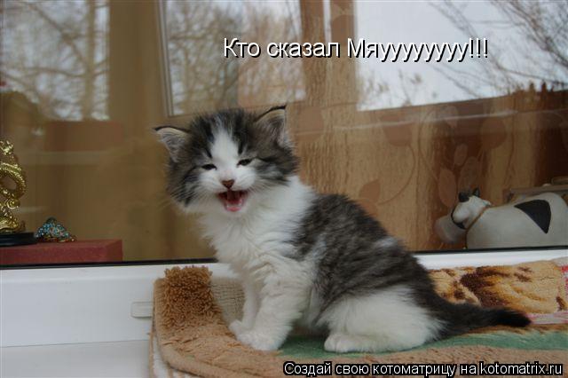 Кто сказал Мяуууууууу!!!... Котоматрица: Кто сказал Мяуууууууу!!!