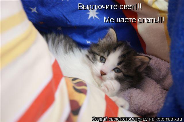 Выключите свет!!! Мешаете спать!!!... Котоматрица: Выключите свет!!! Мешаете спать!!!