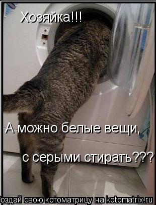 Хозяйка!!! А можно белые вещи, с серыми стирать???... Котоматрица: Хозяйка!!! А можно белые вещи, с серыми стирать???