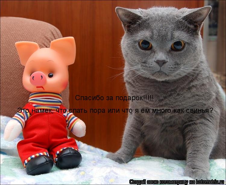 Это намек, что спать пора или что я ем много как свинья? Спасибо за подарок!!!!!... Котоматрица: Это намек, что спать пора или что я ем много как свинья? Спасибо за подарок!!!!!