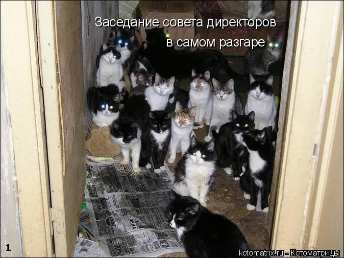 Заседание совета директоров в самом разгаре... Котоматрица: Заседание совета директоров в самом разгаре