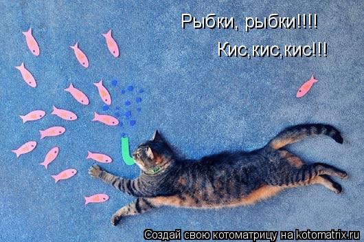 Рыбки, рыбки!!!! Кис,кис,кис!!!... Котоматрица: Рыбки, рыбки!!!! Кис,кис,кис!!!
