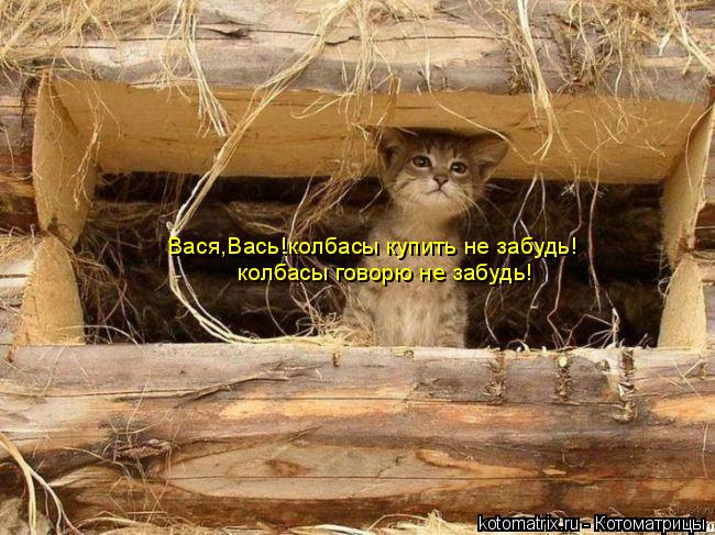 Вася,Вась!колбасы купить не забудь! колбасы говорю не забудь!... Котоматрица: Вася,Вась!колбасы купить не забудь! колбасы говорю не забудь!