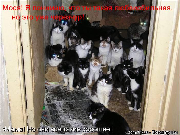 Мося! Я понимаю, что ты такая любвиобильная, но это уже черезчур! но это уже черезчур -Мама! Но они в... Котоматрица: Мося! Я понимаю, что ты такая любвиобильная, но это уже черезчур! но это уже черезчур -Мама! Но они все такие хорошие!
