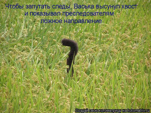 Чтобы запутать следы, Васька высунул хвост и показывал преследователям ложное направление... Котоматрица: Чтобы запутать следы, Васька высунул хвост и показывал преследователям ложное направление