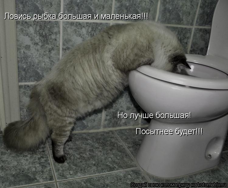 Ловись рыбка большая и маленькая!!! Но лучше большая! Посытнее будет!!!... Котоматрица: Ловись рыбка большая и маленькая!!! Но лучше большая! Посытнее будет!!!
