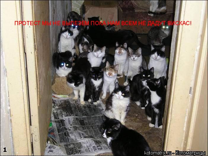 ПРОТЕСТ МЫ НЕ ВЫЛЕЗЕМ ПОКА НАМ ВСЕМ НЕ ДАДУТ ВИСКАС!... Котоматрица: ПРОТЕСТ МЫ НЕ ВЫЛЕЗЕМ ПОКА НАМ ВСЕМ НЕ ДАДУТ ВИСКАС!