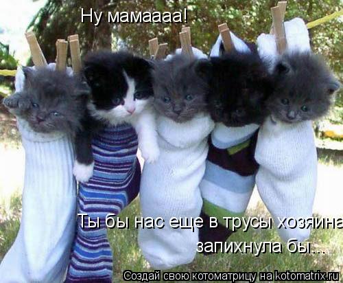Ну мамаааа! Ты бы нас еще в трусы хозяина запихнула бы...... Котоматрица: Ну мамаааа! Ты бы нас еще в трусы хозяина запихнула бы...