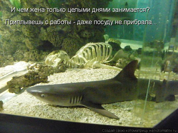 И чем жена только целыми днями занимается? Приплывешь с работы - даже посуду не прибрала...... Котоматрица: И чем жена только целыми днями занимается? Приплывешь с работы - даже посуду не прибрала...