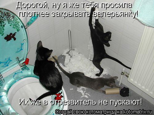 Дорогой, ну я же тебя просила плотнее закрывать валерьянку! Их же в отрезвитель не пускают!... Котоматрица: Дорогой, ну я же тебя просила плотнее закрывать валерьянку! Их же в отрезвитель не пускают!