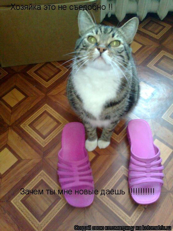 Хозяйка это не съедобно !! Зачем ты мне новые даёшь !!!!!!!!!!!... Котоматрица: Хозяйка это не съедобно !! Зачем ты мне новые даёшь !!!!!!!!!!!