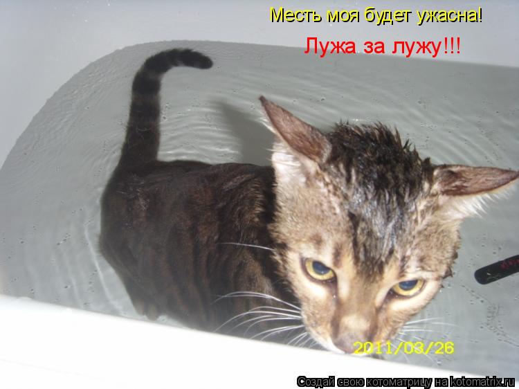 Месть моя будет ужасна! Лужа за лужу!!!... Котоматрица: Месть моя будет ужасна! Лужа за лужу!!!