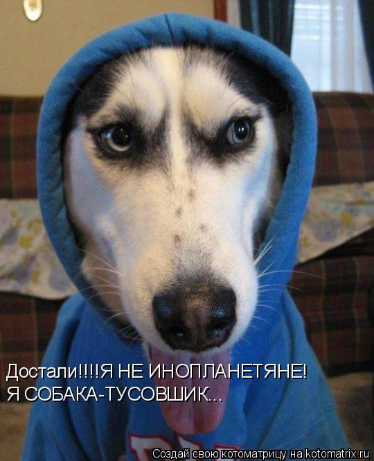 Достали!!!!Я НЕ ИНОПЛАНЕТЯНЕ! Я СОБАКА-ТУСОВШИК...... Котоматрица: Достали!!!!Я НЕ ИНОПЛАНЕТЯНЕ! Я СОБАКА-ТУСОВШИК...