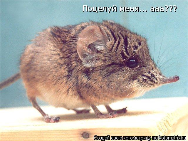 Поцелуй меня... ааа???... Котоматрица: Поцелуй меня... ааа???