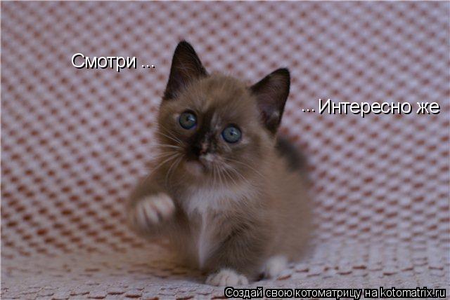Cмотри Интересно же ... ...... Котоматрица: Cмотри Интересно же ... ...