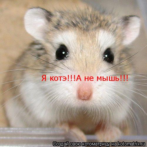 Я котэ!!!А не мышь!!!... Котоматрица: Я котэ!!!А не мышь!!!