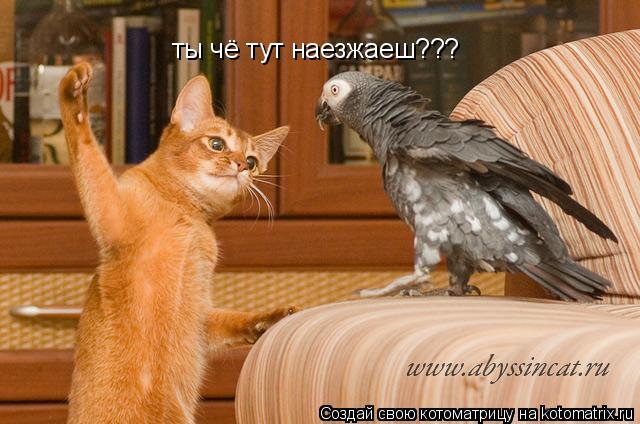 ты чё тут наезжаеш???... Котоматрица: ты чё тут наезжаеш???