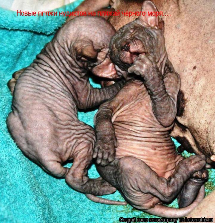 Новые пляжи нудистов на пляжай чёрного моря........ Котоматрица: Новые пляжи нудистов на пляжай чёрного моря.....