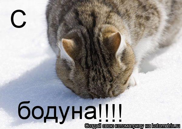 С бодуна !!!!... Котоматрица: С бодуна !!!!
