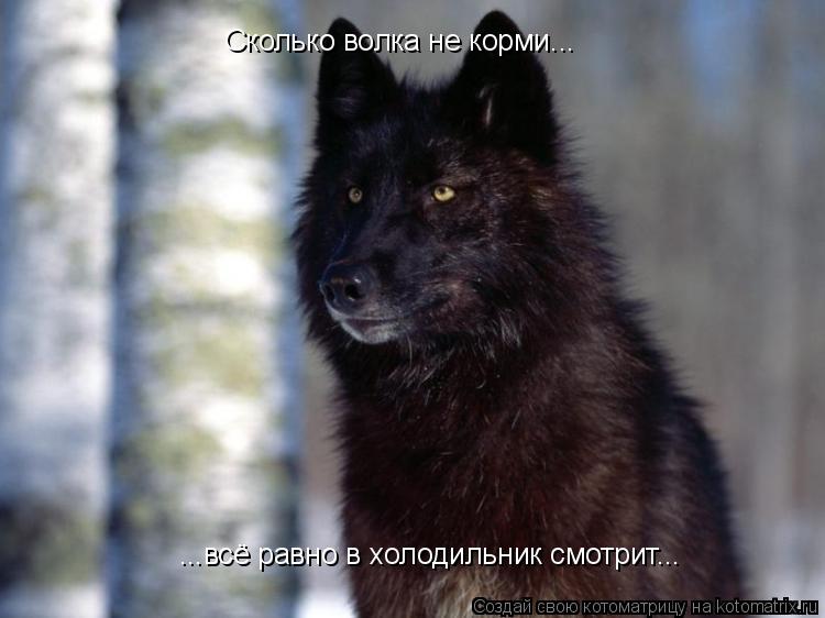 Сколько волка не корми... ...всё равно в холодильник смотрит...... Котоматрица: Сколько волка не корми... ...всё равно в холодильник смотрит...