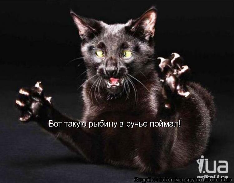 Вот такую рыбину в ручье поймал!... Котоматрица: Вот такую рыбину в ручье поймал!