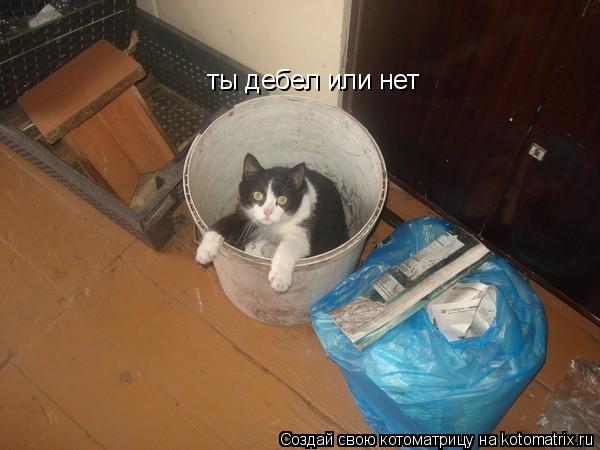 ты дебел или нет... Котоматрица: ты дебел или нет