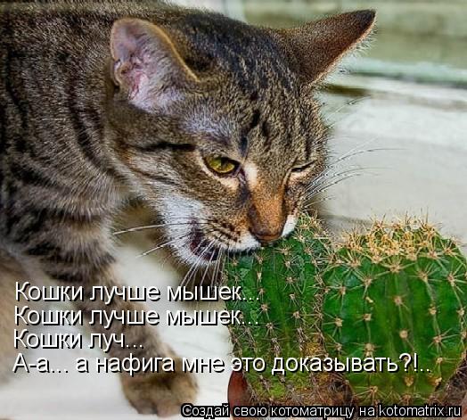 Кошки лучше мышек... Кошки лучше мышек... Кошки луч... А-а... а нафига мне это доказывать?!..... Котоматрица: Кошки лучше мышек... Кошки лучше мышек... Кошки луч... А-а... а нафига мне это доказывать?!..
