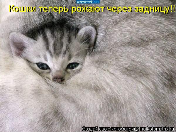 Кошки теперь рожают через задницу!!... Котоматрица: Кошки теперь рожают через задницу!!