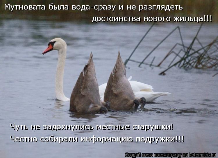 Мутновата была вода-сразу и не разглядеть достоинства нового жильца!!! Чуть не задохнулись местные ст... Котоматрица: Мутновата была вода-сразу и не разглядеть достоинства нового жильца!!! Чуть не задохнулись местные старушки! Честно собирали информацию по