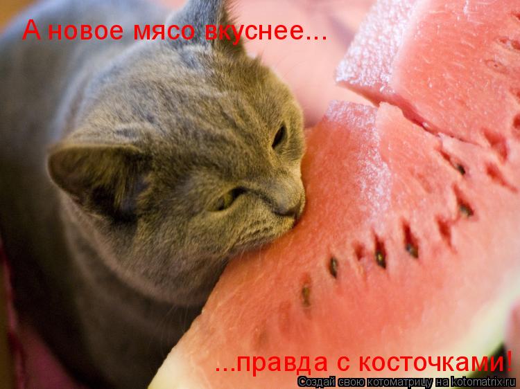 А новое мясо вкуснее... ...правда с косточками!... Котоматрица: А новое мясо вкуснее... ...правда с косточками!