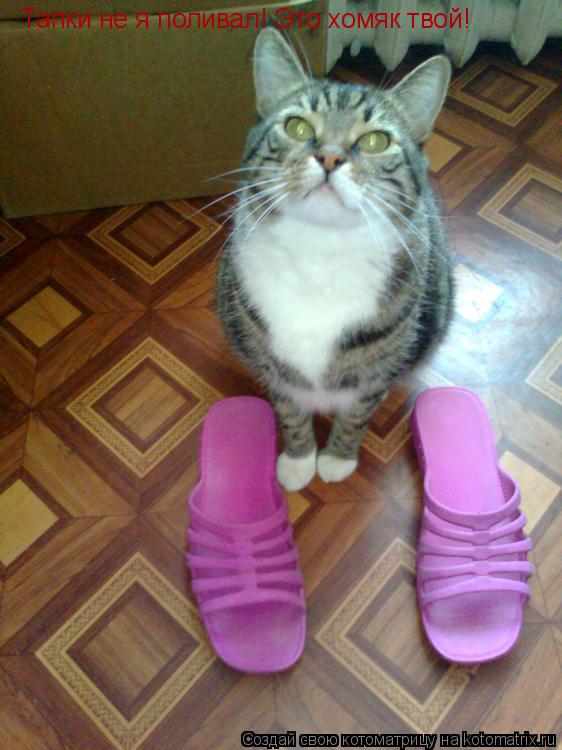 Тапки не я поливал! Это хомяк твой!... Котоматрица: Тапки не я поливал! Это хомяк твой!