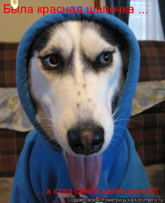 Была красная шапочка ... ... а стал синий капюшончик!!... Котоматрица: Была красная шапочка ... ... а стал синий капюшончик!!