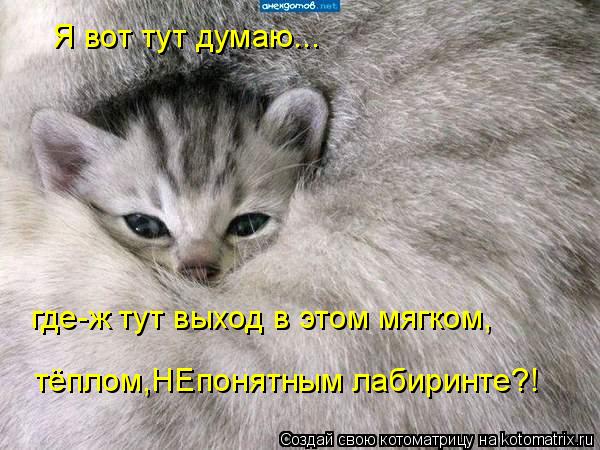 Я вот тут думаю... где-ж тут выход в этом мягком, тёплом,НЕпонятным лабиринте?!... Котоматрица: Я вот тут думаю... где-ж тут выход в этом мягком, тёплом,НЕпонятным лабиринте?!