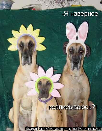 -Я наверное невписываюсь?!... Котоматрица: -Я наверное невписываюсь?!