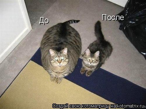 До После... Котоматрица: До После