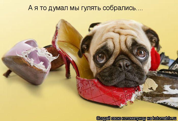А я то думал мы гулять собрались....... Котоматрица: А я то думал мы гулять собрались....