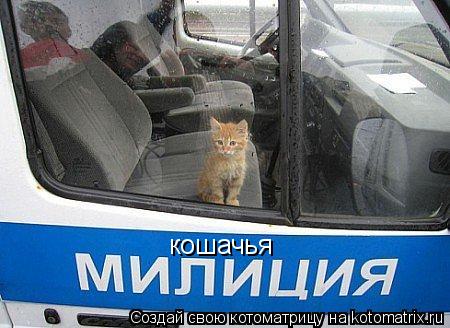 кошачья... Котоматрица: кошачья