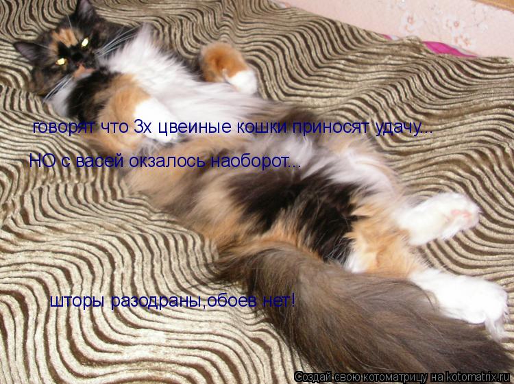 говорят что 3х цвеиные кошки приносят удачу... НО с васей окзалось наоборот... шторы разодраны,обоев ... Котоматрица: говорят что 3х цвеиные кошки приносят удачу... НО с васей окзалось наоборот... шторы разодраны,обоев нет!