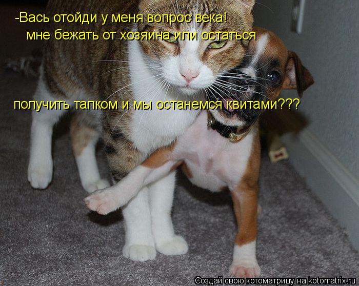 -Вась отойди у меня вопрос века! мне бежать от хозяина или остаться получить тапком и мы останемся кв... Котоматрица: -Вась отойди у меня вопрос века! мне бежать от хозяина или остаться получить тапком и мы останемся квитами???