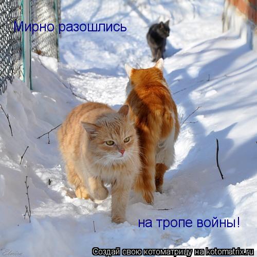 Мирно разошлись на тропе войны!... Котоматрица: Мирно разошлись на тропе войны!