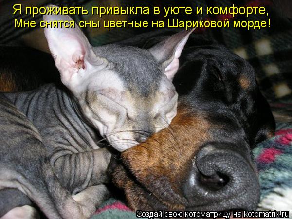 Я проживать привыкла в уюте и комфорте, Мне снятся сны цветные на Шариковой морде!... Котоматрица: Я проживать привыкла в уюте и комфорте, Мне снятся сны цветные на Шариковой морде!