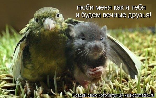 люби меня как я тебя и будем вечные друзья!... Котоматрица: люби меня как я тебя и будем вечные друзья!