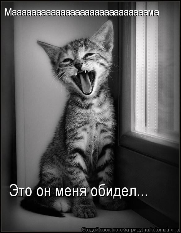 Маааааааааааааааааааааааааааама Это он меня обидел...... Котоматрица: Маааааааааааааааааааааааааааама Это он меня обидел...