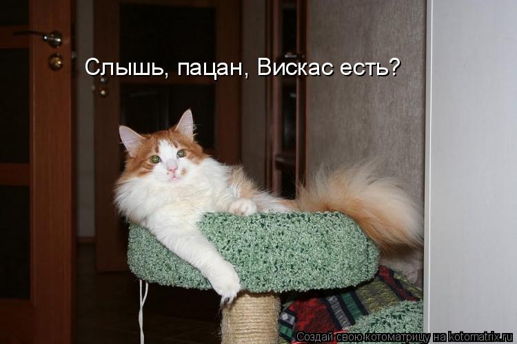 Слышь, пацан, Вискас есть?... Котоматрица: Слышь, пацан, Вискас есть?